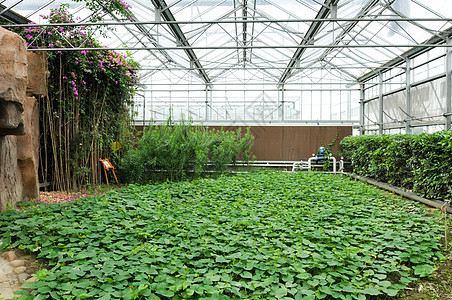 绿色蔬菜科技博览园中的温室大棚图片