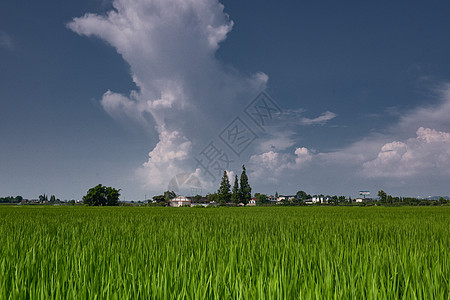 绿油油的水稻田图片