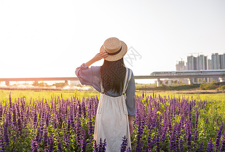 普通女孩鼠尾草花海里的少女背影背景