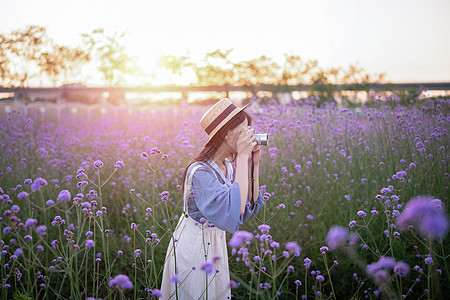 马鞭草花海里的少女图片