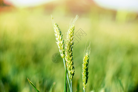夏季农田里的麦穗图片