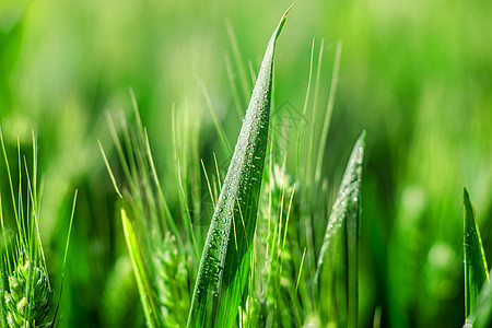 夏季农田里的麦穗高清图片