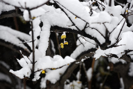 江苏淮安雪梅图片