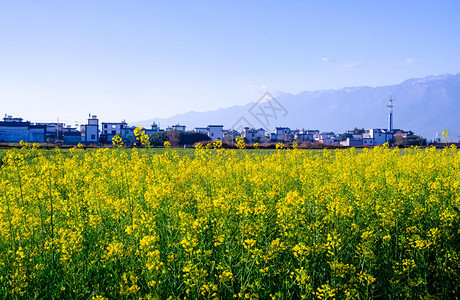 云南大理洱海油菜花图片