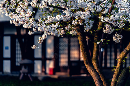 杭州樱花季图片