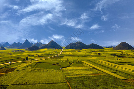 罗平金鸡峰耸油菜花海图片