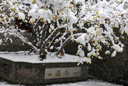 江苏淮安雪梅飘香图片