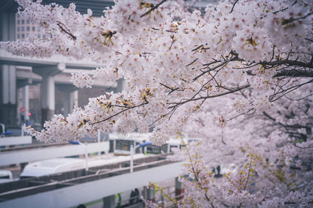 魔都樱花季图片