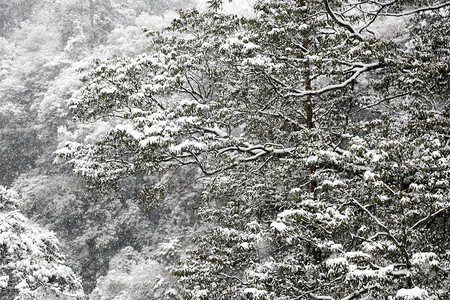 峨眉山雪景图片