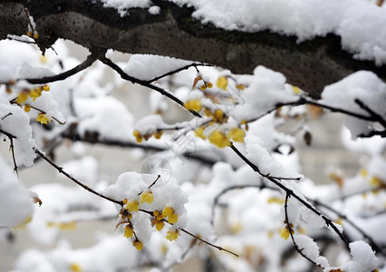 江苏淮安雪梅飘香图片