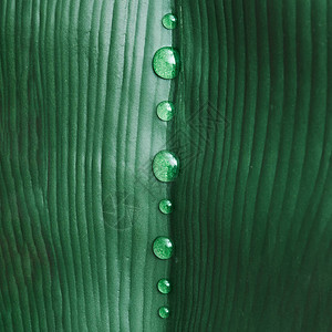 与雨的热带绿叶滴眼液图片