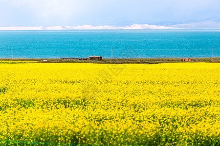 青海湖盛开的油菜花图片