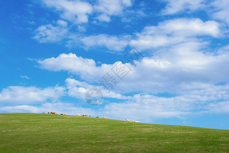 新疆伊犁的草原牧场图片
