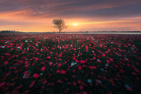 夕阳下的花海背景图片