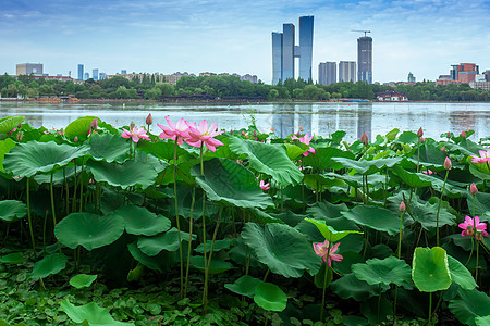 国家4A景区南京莫愁湖夏季荷塘图片