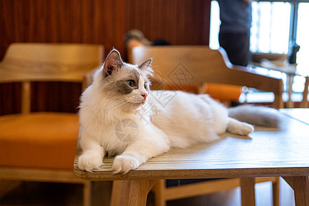 趴在桌子上的布偶猫图片