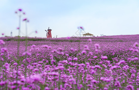 薰衣草花海图片