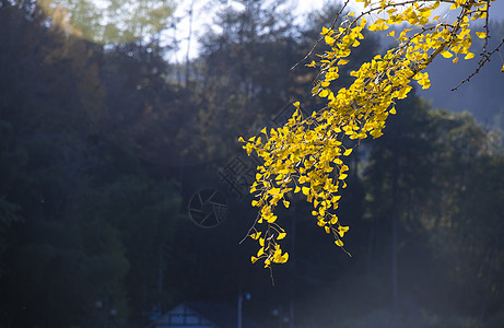 金色银杏树叶秋天的银杏树叶背景