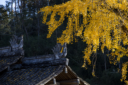 金色银杏树叶秋天的银杏树叶背景