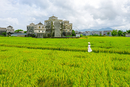 夏日稻田图片