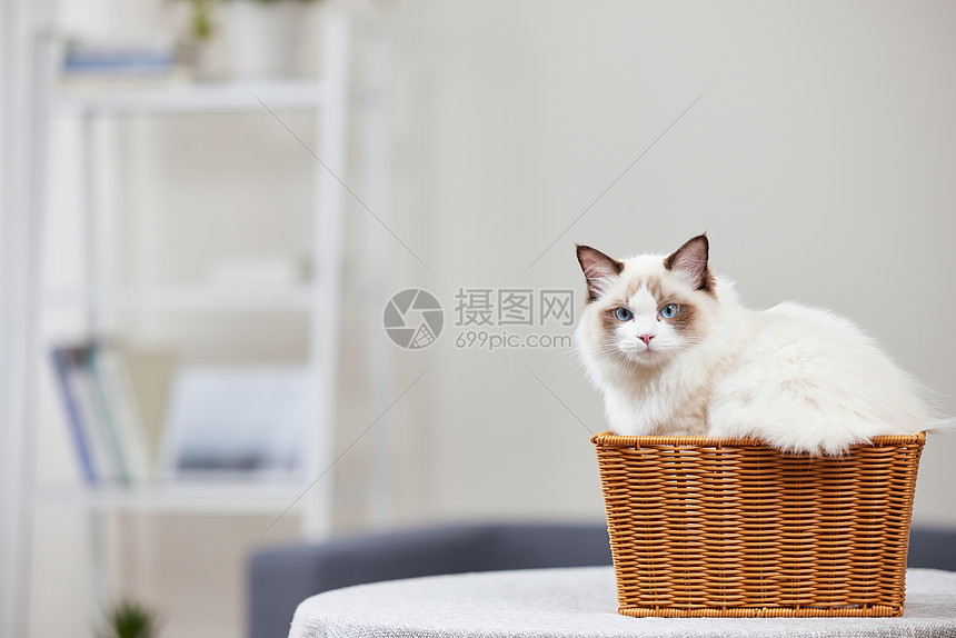 坐在篮子里的宠物猫图片