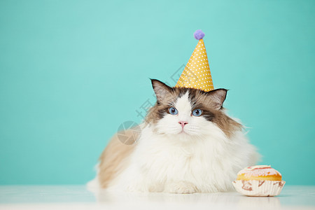 戴着生日帽的宠物猫图片