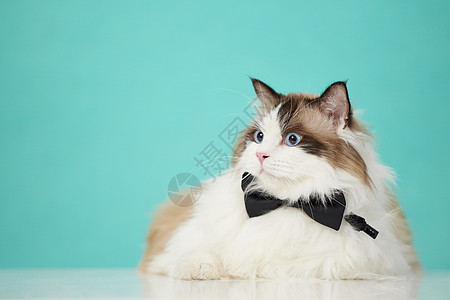 系着领结的布偶猫图片
