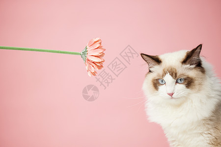 粉色背景下可爱的宠物猫咪图片
