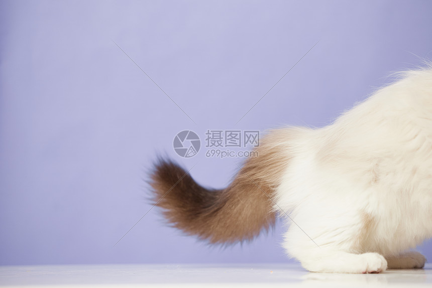 宠物猫咪尾巴特写图片