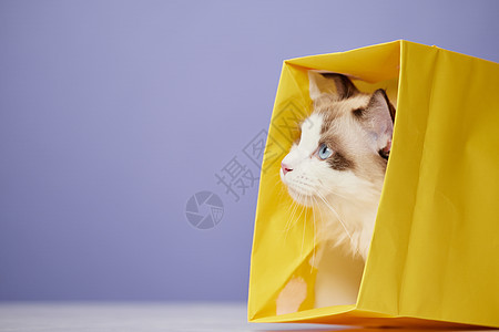 钻进纸袋子里的布偶猫图片