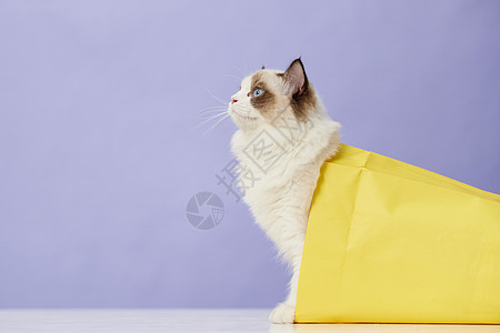 钻进纸袋子里的布偶猫咪图片
