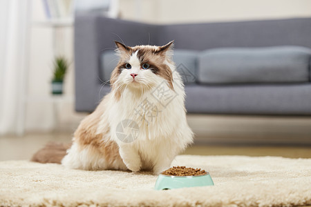 室内环境下吃猫粮的宠物猫背景