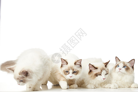 成群的宠物布偶猫高清图片
