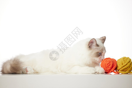 毛线球与宠物猫咪图片
