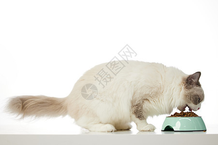 宠物布偶猫进食图片