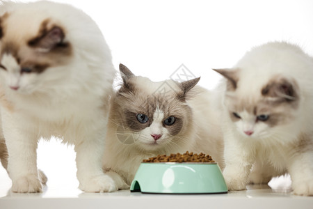 一群宠物猫进食高清图片