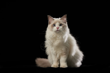 纯白底图素材下的宠物布偶猫背景