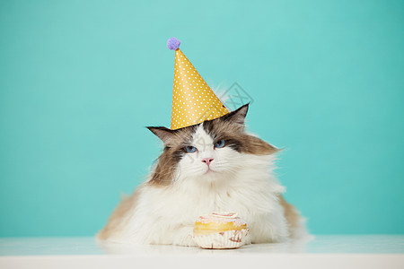 可爱的宠物猫布偶猫庆祝生日图片