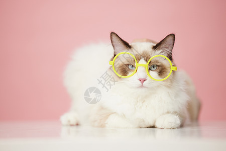 戴眼镜的宠物猫高清图片