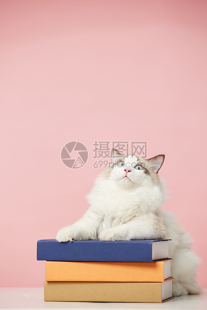 可爱的布偶猫图片