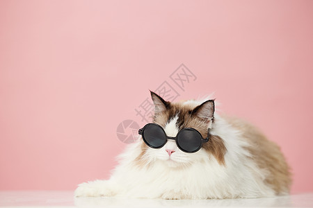戴墨镜的宠物猫图片