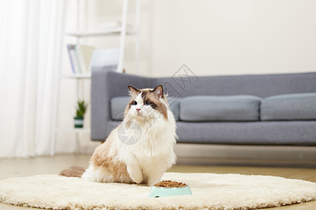 室内家居环境宠物布偶猫背景