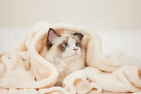 动物眼睛可爱的布偶猫背景