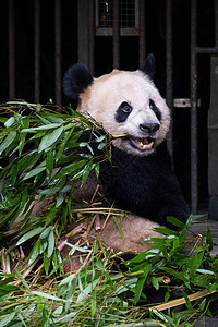 动物园里吃竹子的大熊猫图片