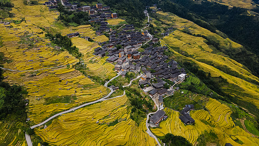 村落被金色稻田环绕的村庄背景