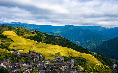 山谷里的金色梯田图片