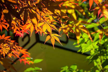 秋天红枫枫树高清图片素材