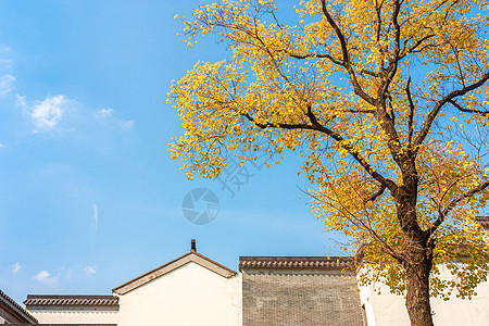 金秋白墙灰瓦古建民居与银杏乌桕树图片