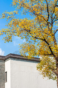 古镇风景金秋白墙灰瓦古建民居与银杏乌桕树背景