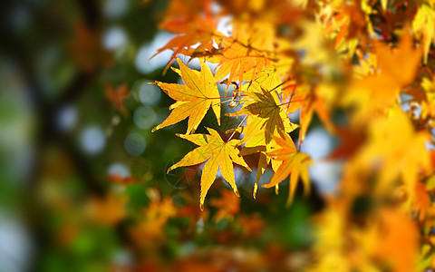 秋天枫叶特写旅游高清图片素材